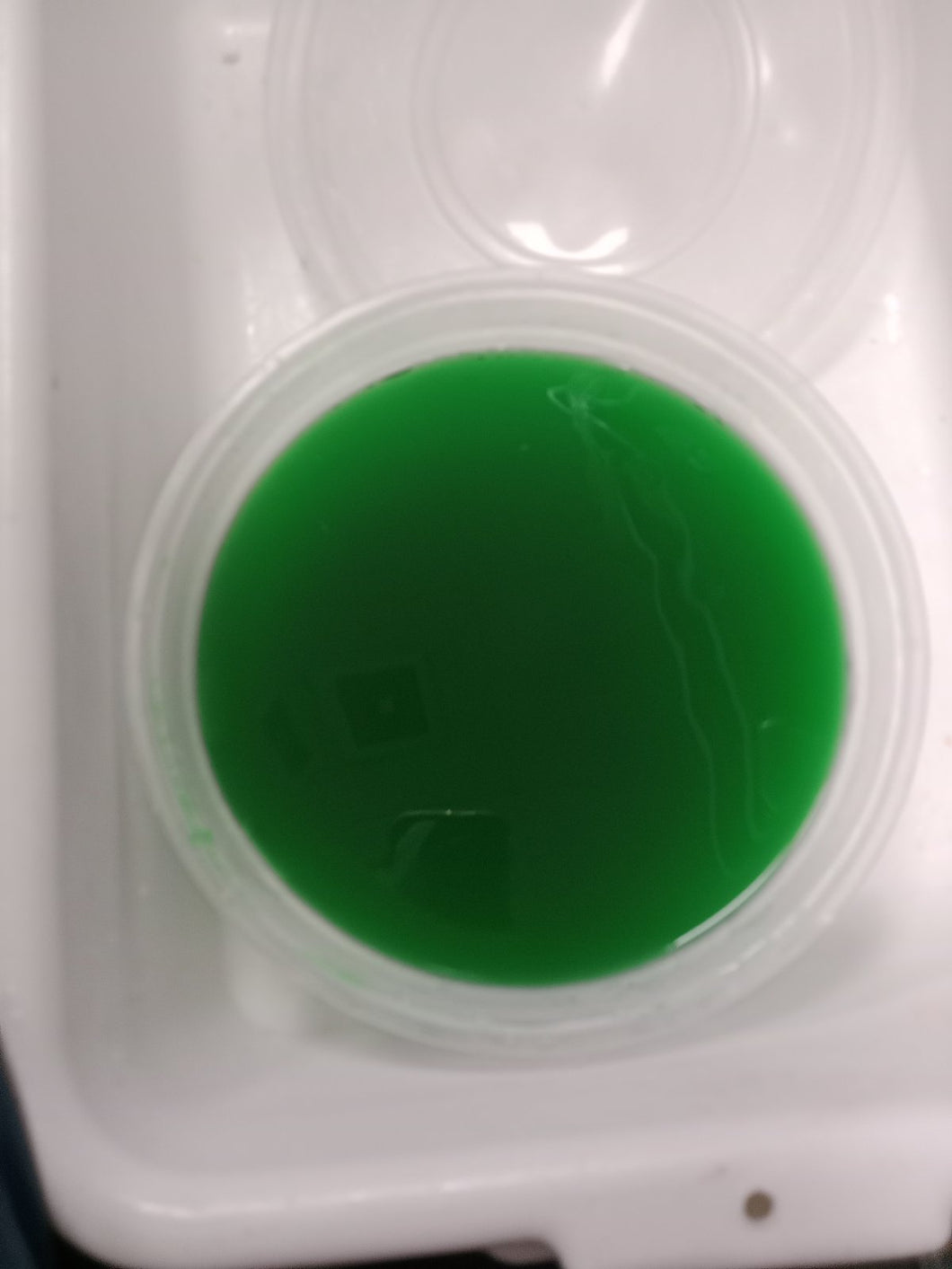 CT065 Green Gulama (1kg)